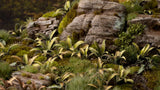 Deer Fern
