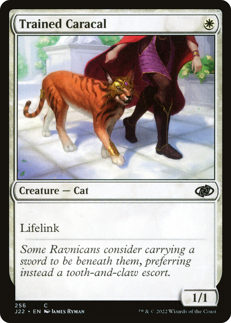 Trained Caracal [J22-256]